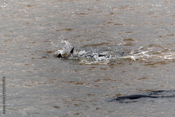 Fototapeta Lake Sturgeon Swimming In Open Water, Coming In For Spawning On Fox River At De Pere, Wisconsin, In Spring