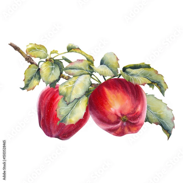 Fototapeta Watercolor illustration of two ripe red apples on a branch with lush green leaves. Natural harvest symbol, ideal for seasonal, rustic, or botanical design projects.