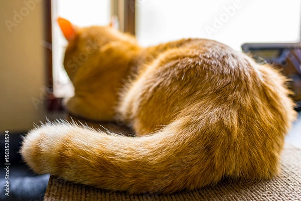 Obraz  茶トラのマンチカンが窓際でまったり　日差しを浴びてくつろぐ猫