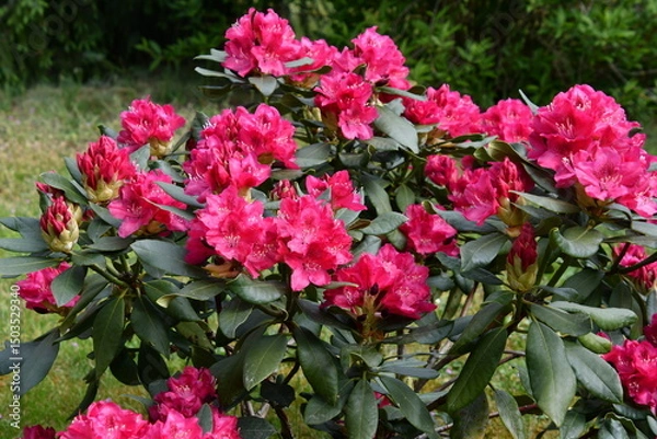 Obraz rotblühender rhododendron