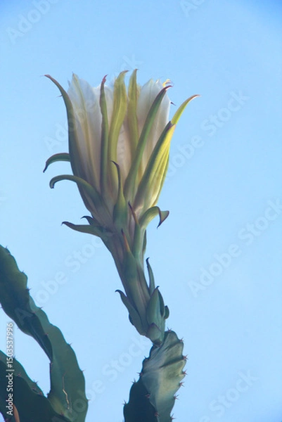Fototapeta The leaf and flower of the pitahaya are used in infusions to improve insomnia