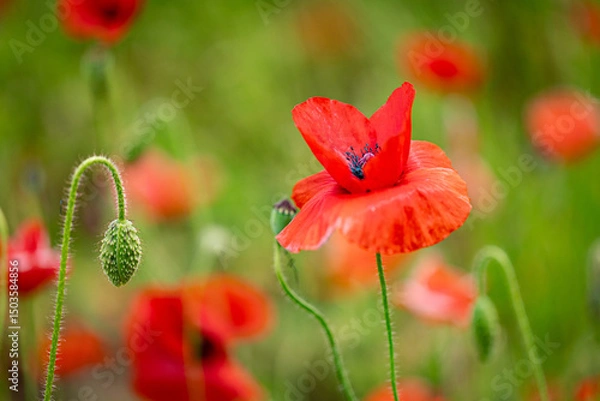 Fototapeta Macro image of a vivid red poppy flower blooming in a green field. The photo highlights the fine texture of the petals and the detail of a curved flower bud nearby.