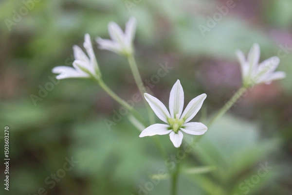Obraz ホソバノアマナ（Lloydia triflora）：緑色の脈がある白い花をクローズアップ【ユリ科の野草】長野県八千穂高原・5月