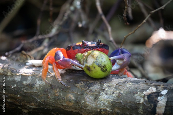 Obraz crab eating a fruit