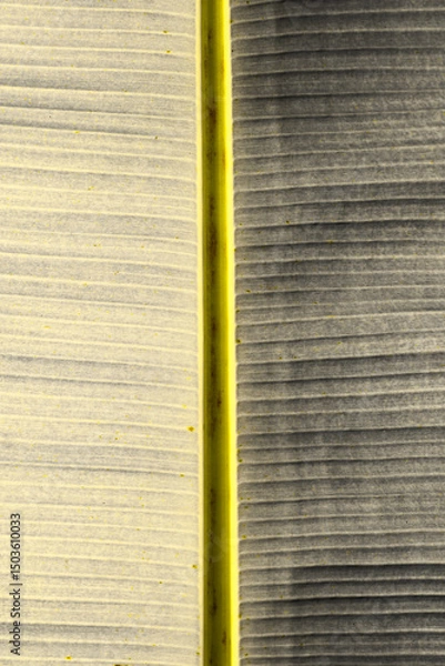 Obraz close up leaf of a banana tree