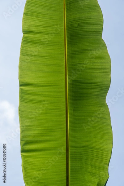 Obraz green leaf on blue background