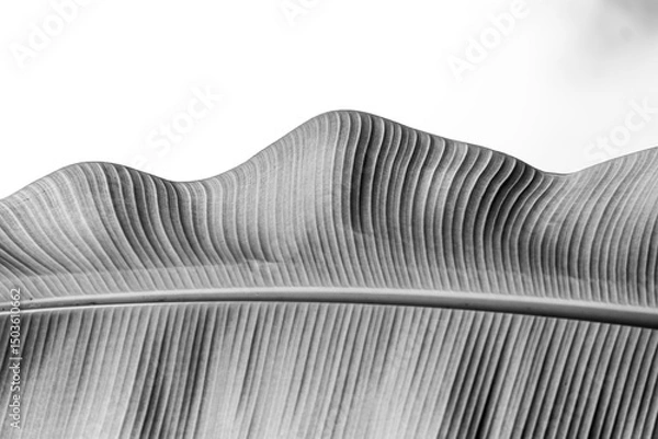 Obraz black and white background