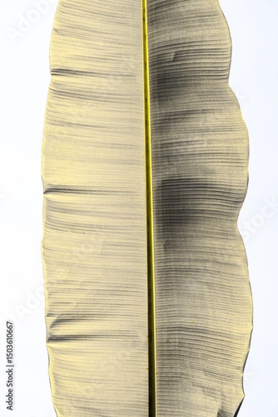 Obraz close up plant leaf
