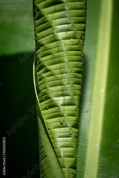 Obraz fern leaf close up