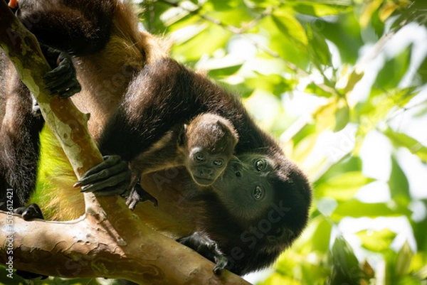 Obraz mother howler monkey kissing her baby