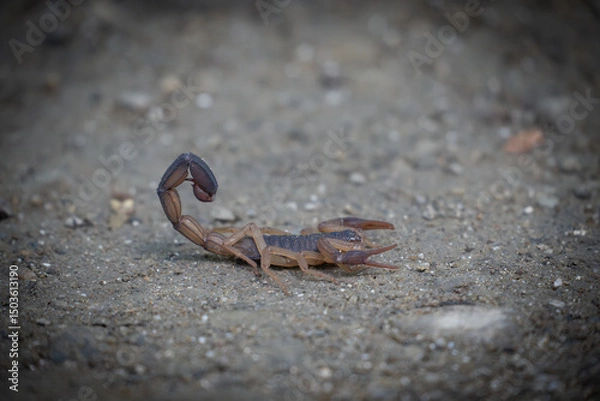 Obraz scorpion on the ground