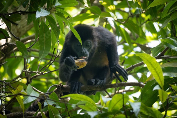 Obraz Howler monkey eating fruits