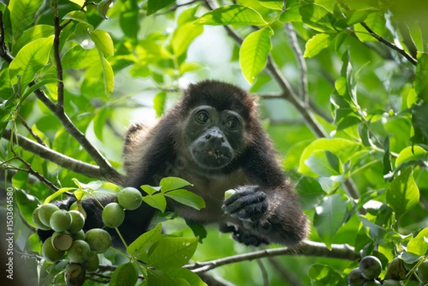 Obraz Howler monkey eating fruits