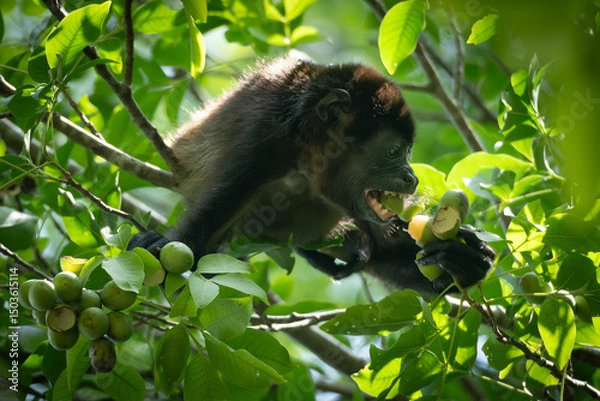 Obraz Howler monkey eating fruits