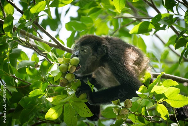 Obraz Howler monkey eating fruits