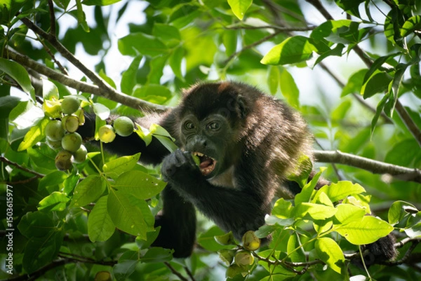 Obraz Howler monkey eating fruits