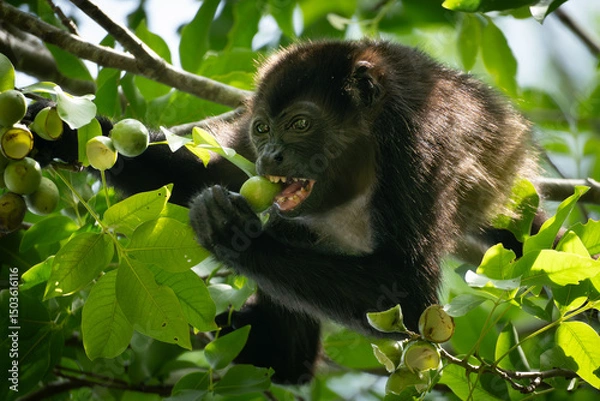 Obraz close up howler monkey eating fruits