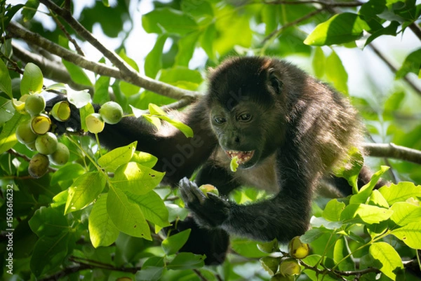 Obraz Howler monkey eating fruits