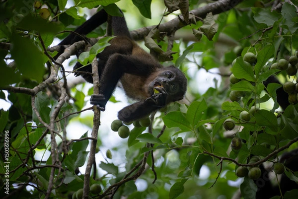Obraz baby howler monkey eating a fruit