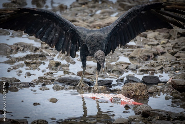 Obraz black vulture on the ground