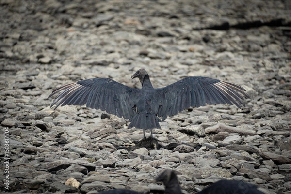 Obraz vulture drying its feathers