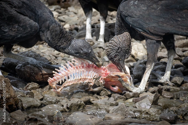 Obraz skeleton of a dead fish eaten by vultures