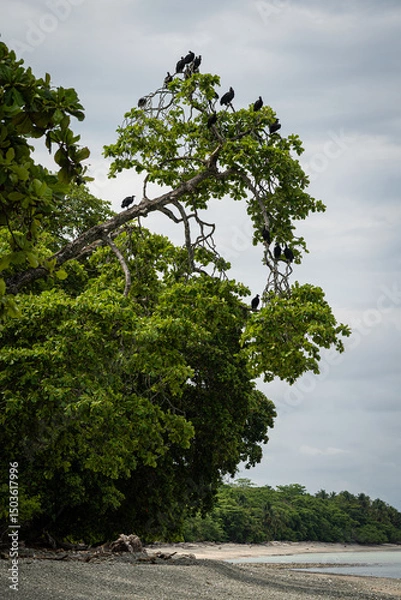 Obraz tree full of vultures