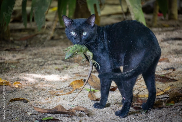 Obraz black cat eating a lizard
