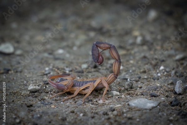 Obraz scorpion on the ground