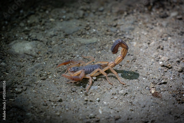 Obraz scorpion on the sand