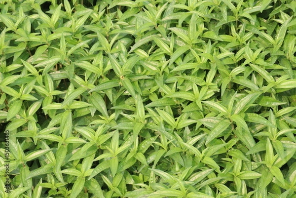 Fototapeta Pouzolzia hirta plant on jungle