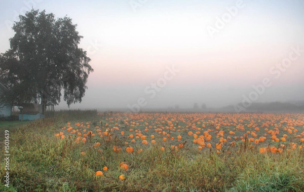 Obraz pumpkin_patch1