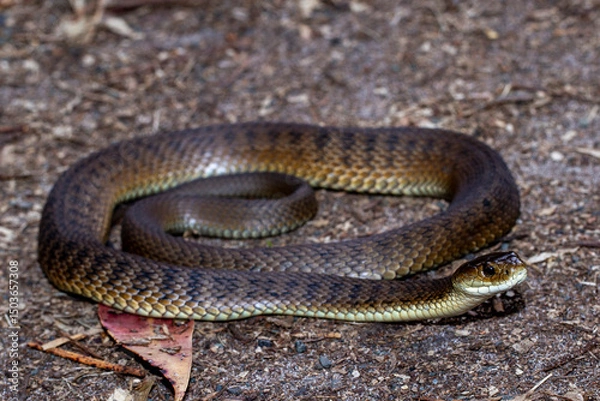 Obraz Australian Highly venomous Rough-scaled Snake