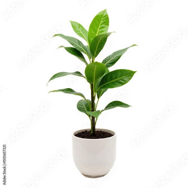 Fototapeta Desirable indoor plant with vibrant green leaves, perfect for modern decor. High-quality botanical image, great for interior design projects. High-resolution PNG with transparent background.