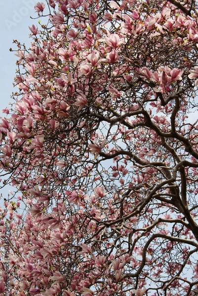 Fototapeta Magnolia flowers blooming in spring background. Tree branches of magnolia tree with pink blossoms against the blue sky in a sunny day.