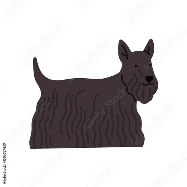 Fototapeta Illustration of Scotch terrier dog standing. Can be used for pet-related marketing materials, educational content about breeds, prints, cards etc. Vector illustration isolated on white background. 