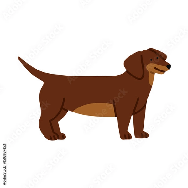 Fototapeta Illustration of Dachshund dog standing. It can be used for pet-related marketing materials, educational content about breeds, prints, cards etc. Vector illustration isolated on white background.