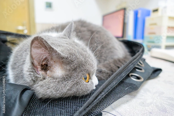 Fototapeta A cat waiting for a check-up in a clinic