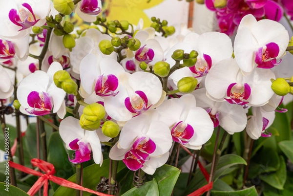 Fototapeta white color blooming orchids at horizontal composition