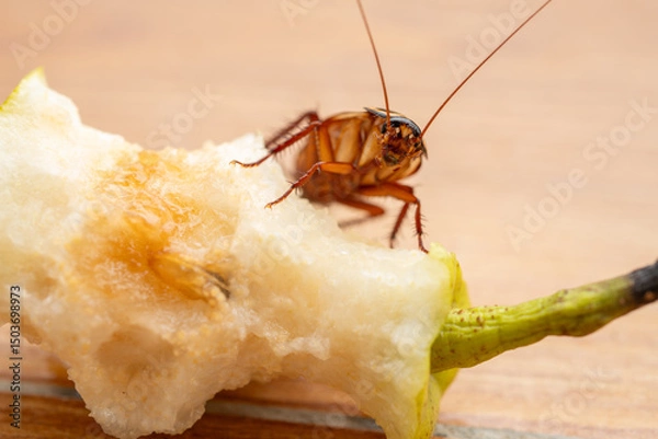 Fototapeta a cockroach eating a snow pear at horizontal composition