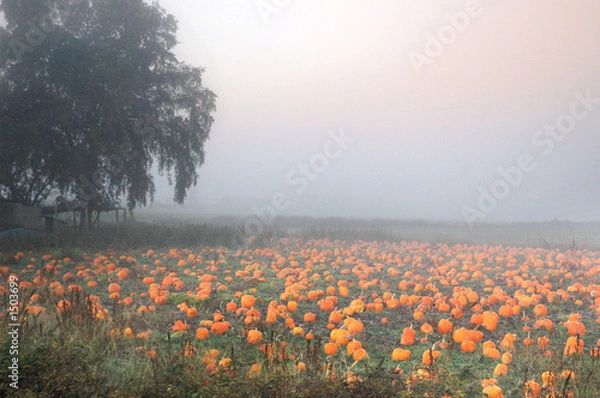 Obraz pumpkin_patch4