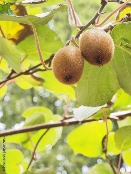 Fototapeta キウイフルーツ