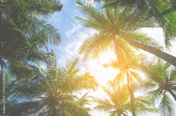 Fototapeta coconut tree palm tree on blue sky