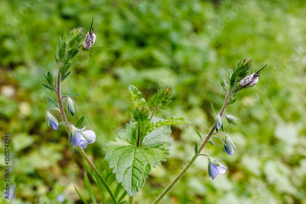 Fototapeta Two fuzzy bee flies (Bombyliidae) perched on budding wildflowers in a green meadow, highlighting pollinator presence in early spring.