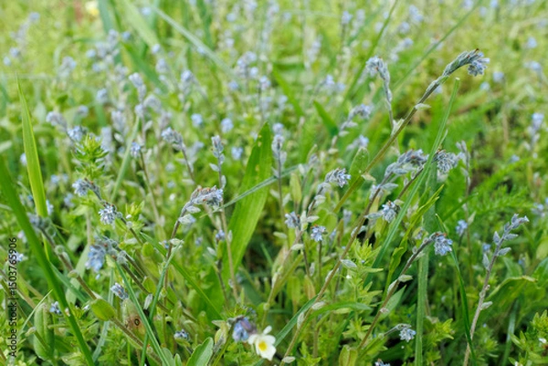 Fototapeta Close-up of Myosotis stricta, or strict forget-me-not, with tiny blue flowers growing wild among green grasses and herbs.