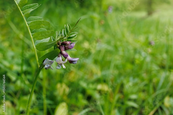 Fototapeta Close-up of Vicia sepium, also known as bush vetch, with purple blooms and compound leaves in a grassy field.