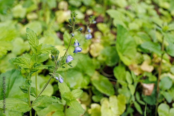 Fototapeta Close-up of delicate blue Speedwell flowers (Veronica chamaedrys) emerging from a bed of leafy green undergrowth in springtime.