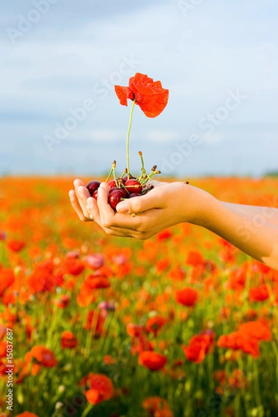 Obraz Hand with cherry and poppy