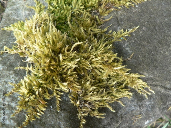 Obraz  Moss in stone