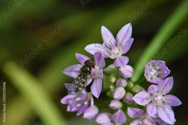Obraz schwebfliege auf blüten eines einblättrigen lauchs